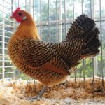 digitale-dierenshow-aanmelding