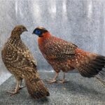 Duo-Temminck-Tragopaan