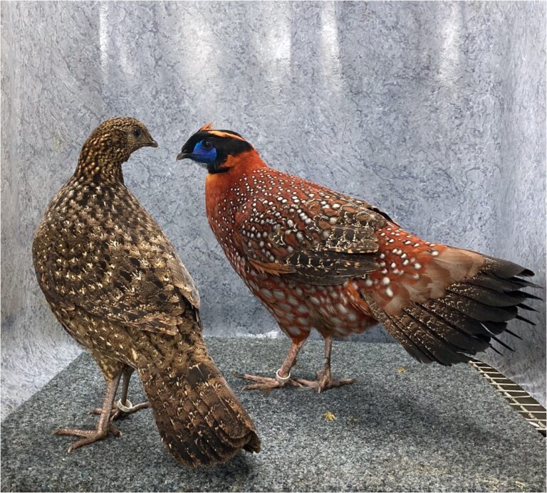 Duo-Temminck-Tragopaan