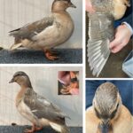 E.A.-de-Poel-22-02660-Hollandse-Kwaker-Blauw-Geelbuik-VJ