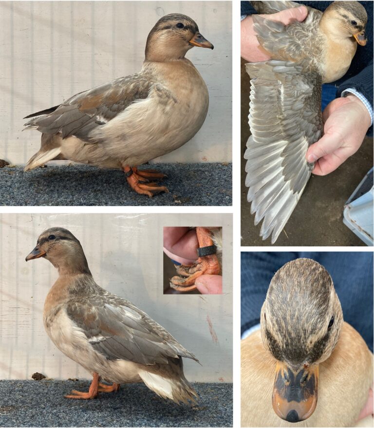 E.A.-de-Poel-22-02660-Hollandse-Kwaker-Blauw-Geelbuik-VJ