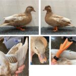 E.A.-de-Poel-22-07914-AOC-Hollandse-Kwaker-Geelbruin-wildkleur-VJ-kopie