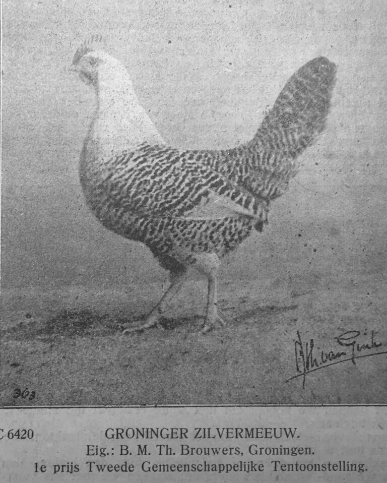 groninger-meeuw